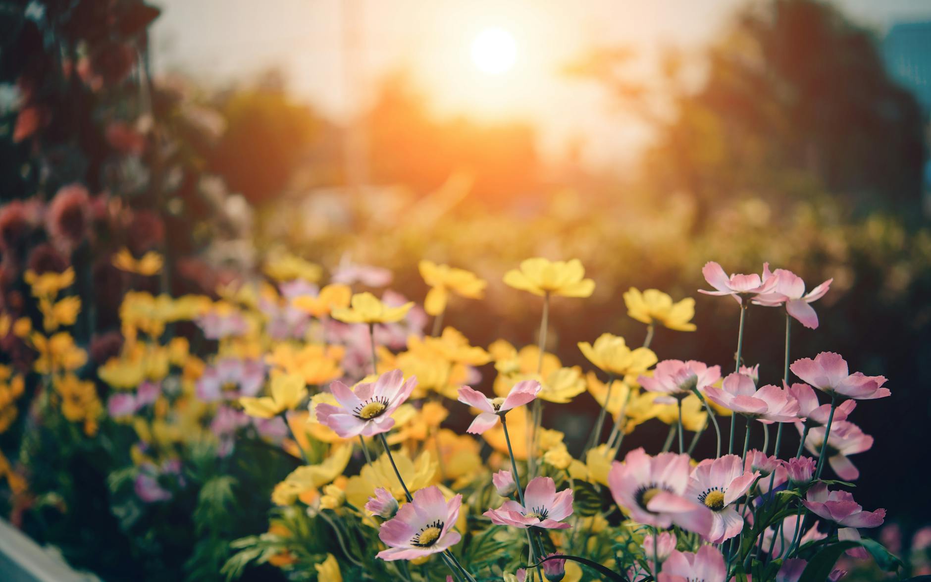 pink and yellow flowers in bloom