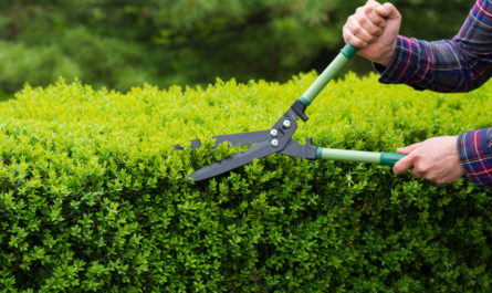 Tree Trimming