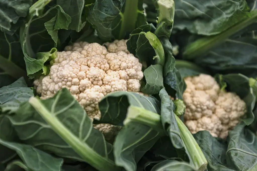 Cauliflower farming