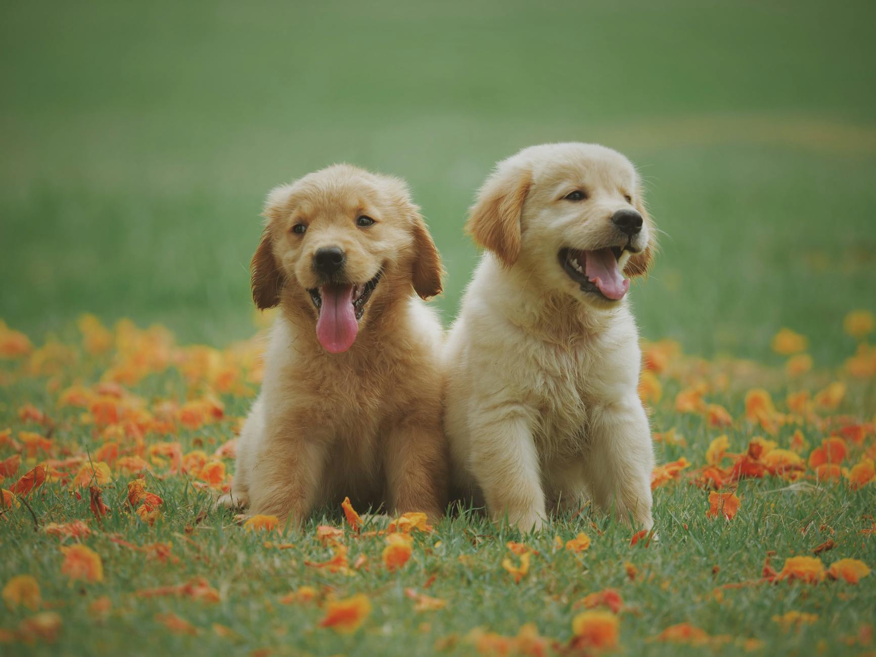 two yellow labrador retriever puppies - puppy-proofing your home