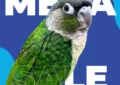 macaws for sale in dallas