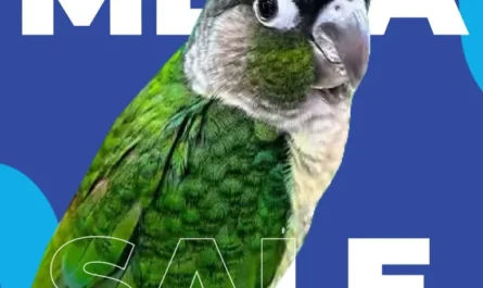 macaws for sale in dallas