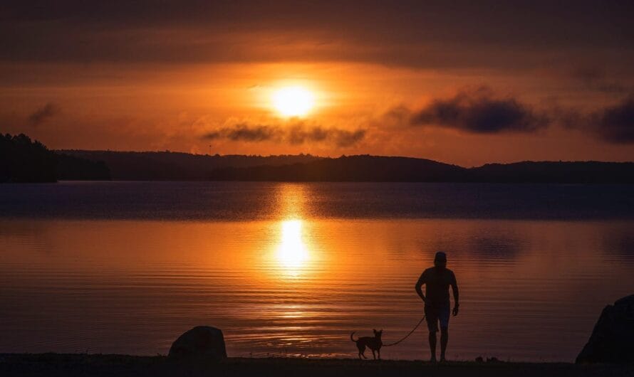 10 Dog Friendly Camping Spots in Michigan That Will Delight Pet Owners