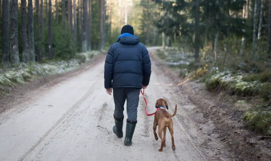 Unleash the Adventure: 9 Top-Notch Dog Breeds for Unrivalled Camping and Hiking Thrills