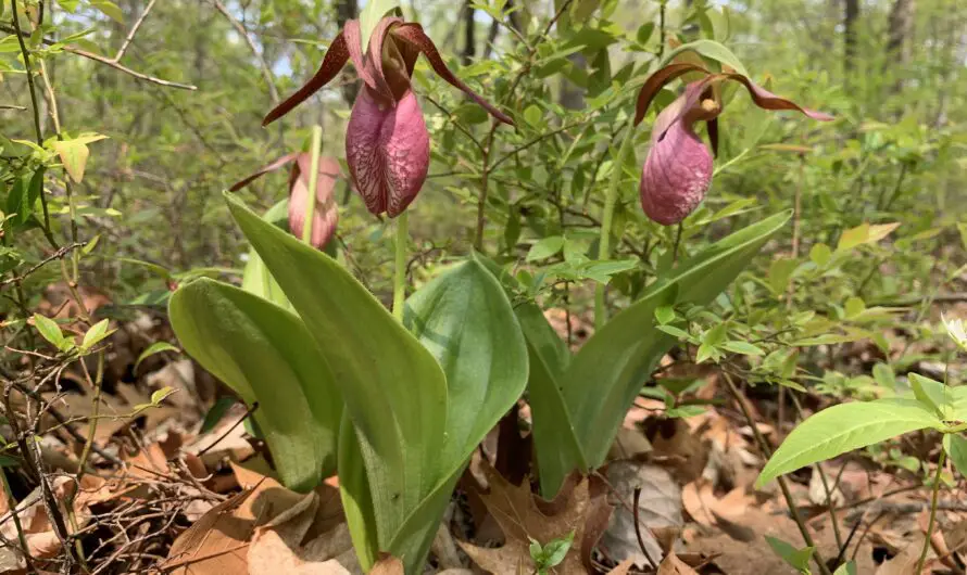 10 Unforgettable Experiences at the Irresistible Lady Slipper Festival – A Must-See Spring Spectacular in Michigan!