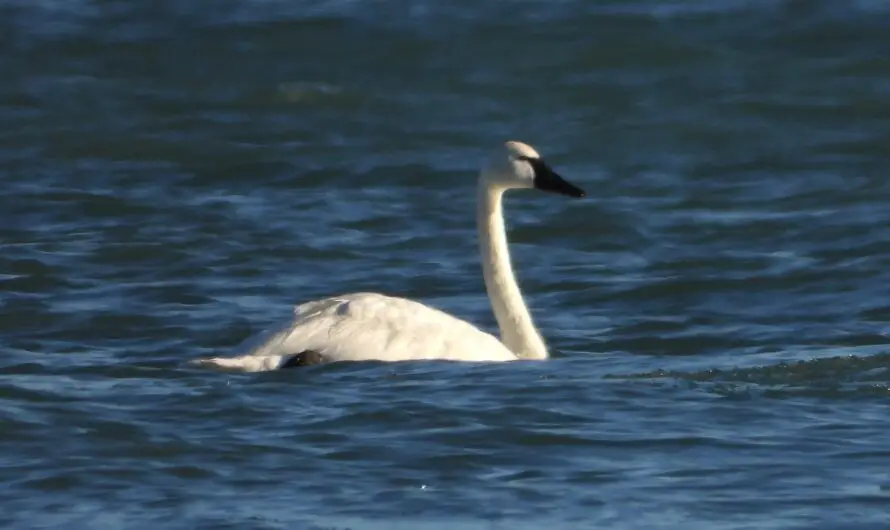 7 Unbelievable Reasons Why a Trumpeter Swan in Oscoda Trumps the Tundra- No Debate!