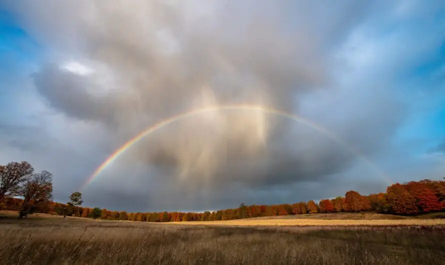 Nation’s 1st Carbon Credits Project Using Trees In Michigan State Forests