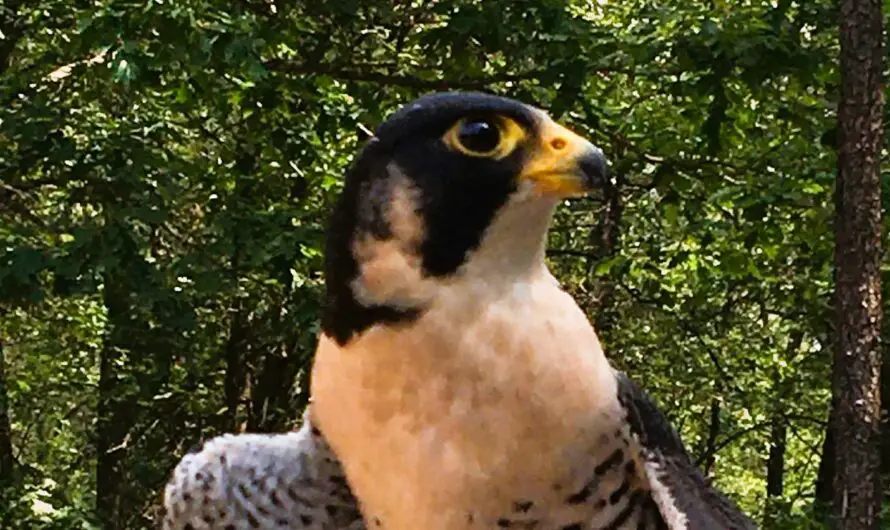 10 Jaw-Dropping Raptors You’ll Adore at Michigan’s Unmissable Huron County Nature Center Event!