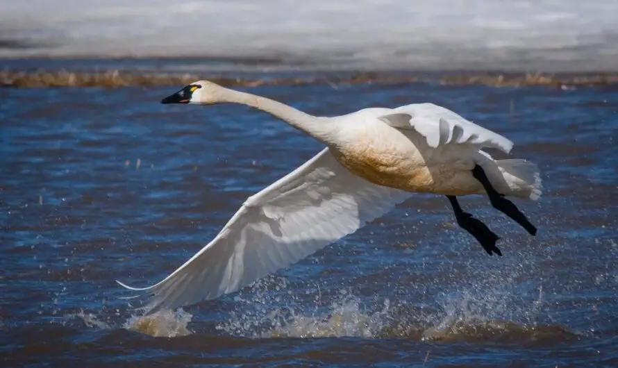 10 Unbelievable Facts: Tundra Swans’ Epic 2023 Migration Through Michigan – No Guide, Just Wings!