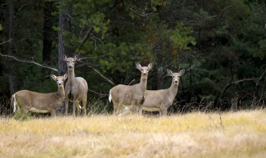 Hunters Brace for Five-Day Quiet Period Before Michigan’s Firearm Deer Season