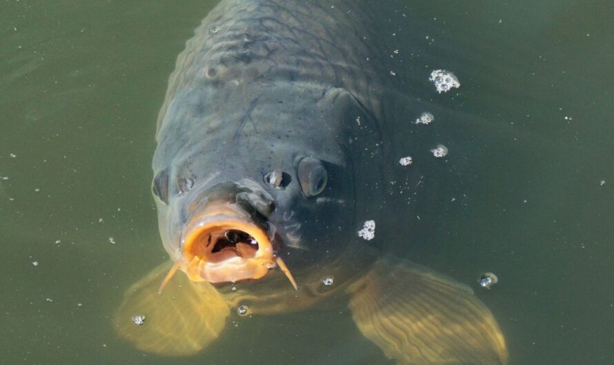 Opinion: Control the Potential Great Lakes Asian Carp Problem with a Cash Bounty