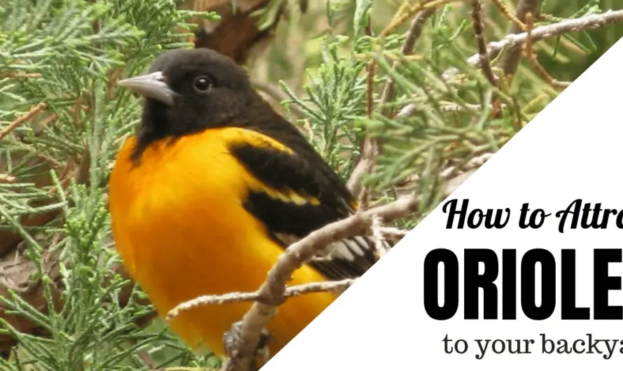 11 Expert Tricks to Ignite Your Yard with Orioles & Hummingbirds This Season: Ultimate Guide