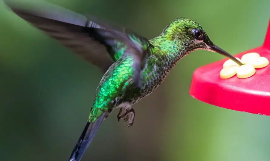 Michigan’s 14 Best Oriole Feeder Tips & Simple Hummingbird Nectar Recipe