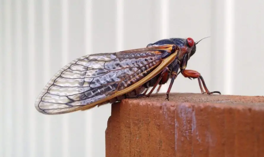 Get Ready: 17 Years Later, Billions of Unbelievable BroodX Cicadas Set to Create Unprecedented Buzz!