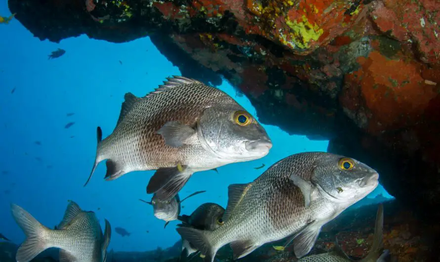 3 Of The Best Baits For Catching Mangrove Snapper In Florida