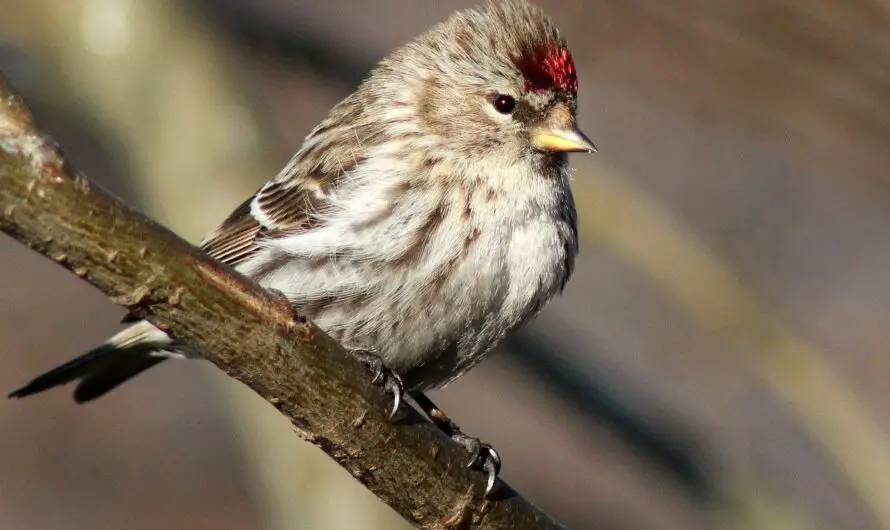 5 Essential Hacks for Winter Bird Feeders – Beware, Sick Birds Can Be a Nasty Surprise!