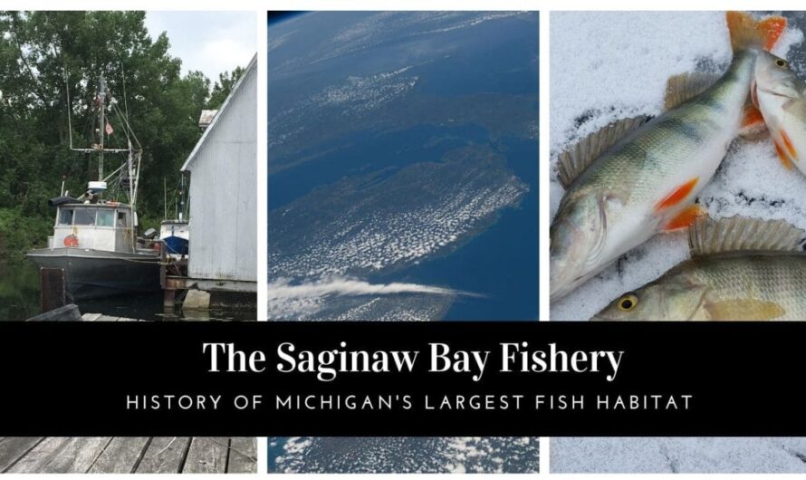 A Short History of The Saginaw Bay Fishery