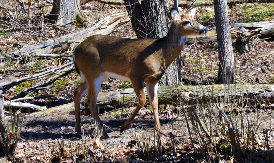 Deadly Chronic Wasting Disease Fears Force Minnesota To Ban Farmed Deer Transport