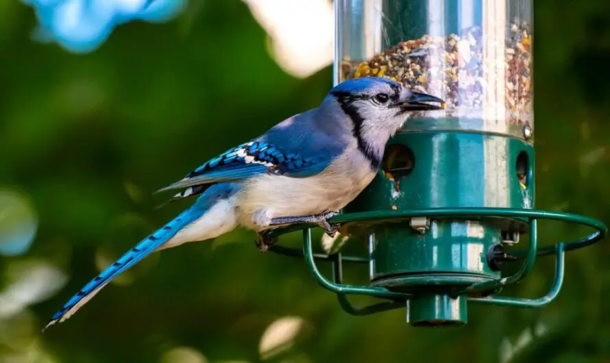 Spring 2022 is Bringing Massive Cases of Avian Flu – Keep Our Michigan Bird Feeders Out Of Sight?