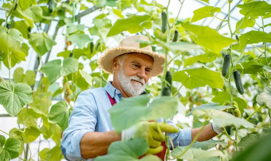 3 Things You Need To Know When Starting A Vegetable Garden In Michigan