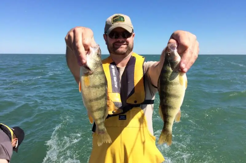 We ask a DNR Fish Biologist; What Happened to All the Yellow Perch in Saginaw Bay?